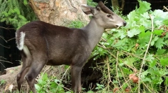 Crested deer - neuhvatljiv vampir